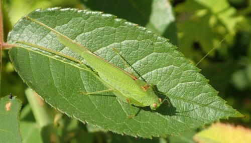 Réf. 190 224 : Phaneroptera sp.